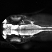 Immunofluorescent image of a stage 40 Xenopus embryo labeled with DSHB antibody 4d against NCAM. Image Credit: Annette Borchers, PMID: 32424618, Fig. 5E. 
